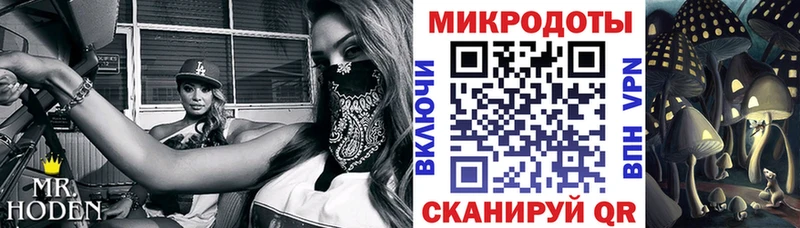 mega tor  Нолинск  Псилоцибиновые грибы Psilocybe 